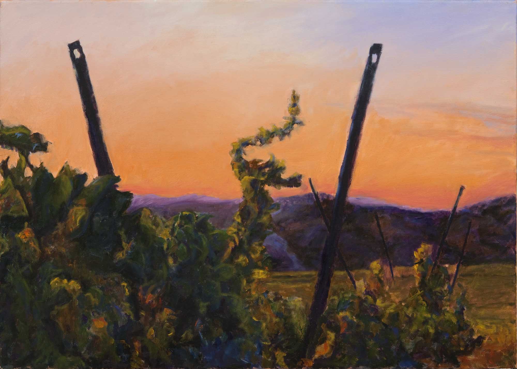 Lauzières Vineyard Sunset